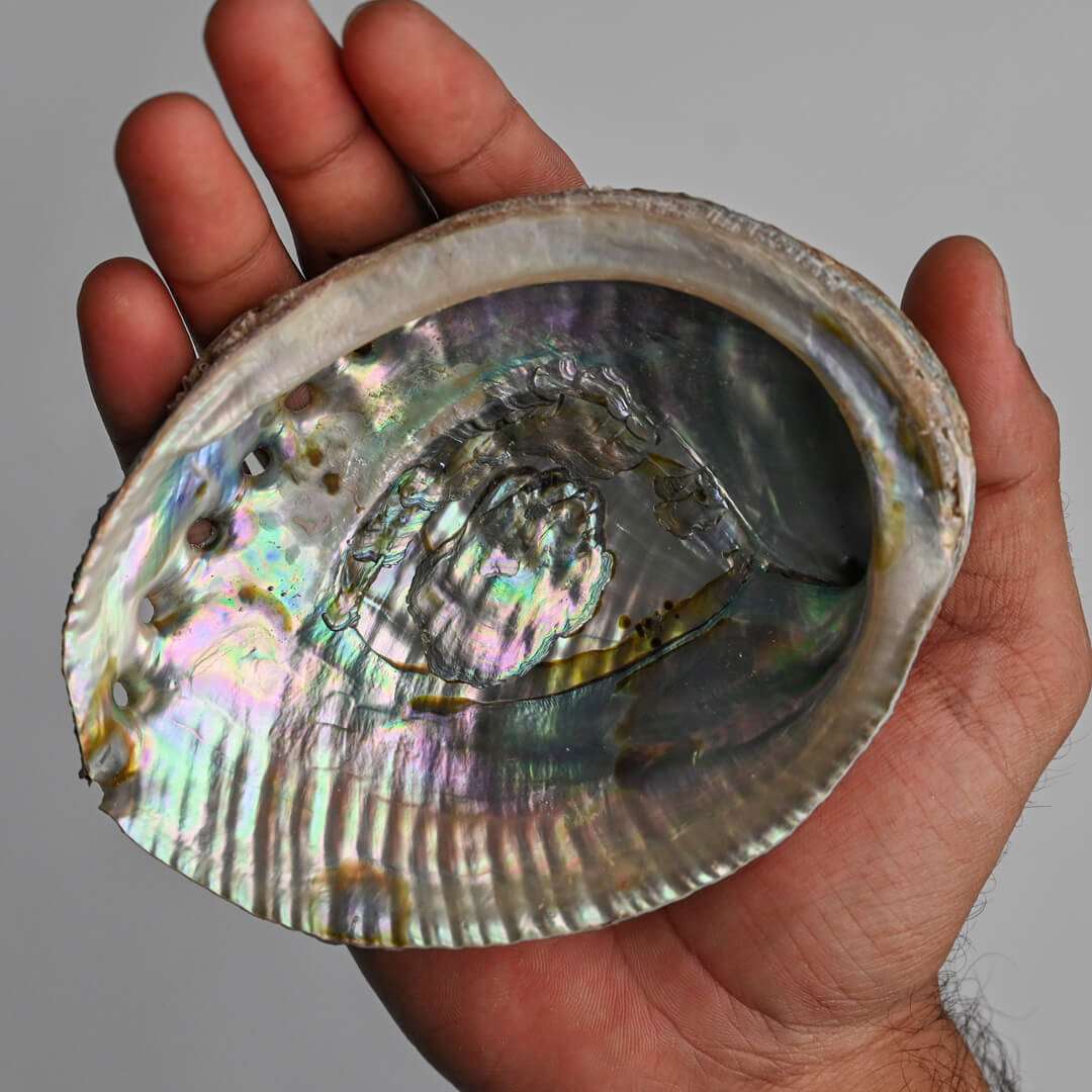 Abalone Shell 4-5 inches in hand