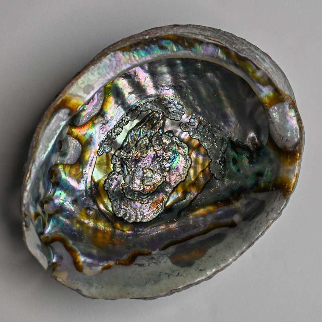 Abalone Shell 5-6 inches