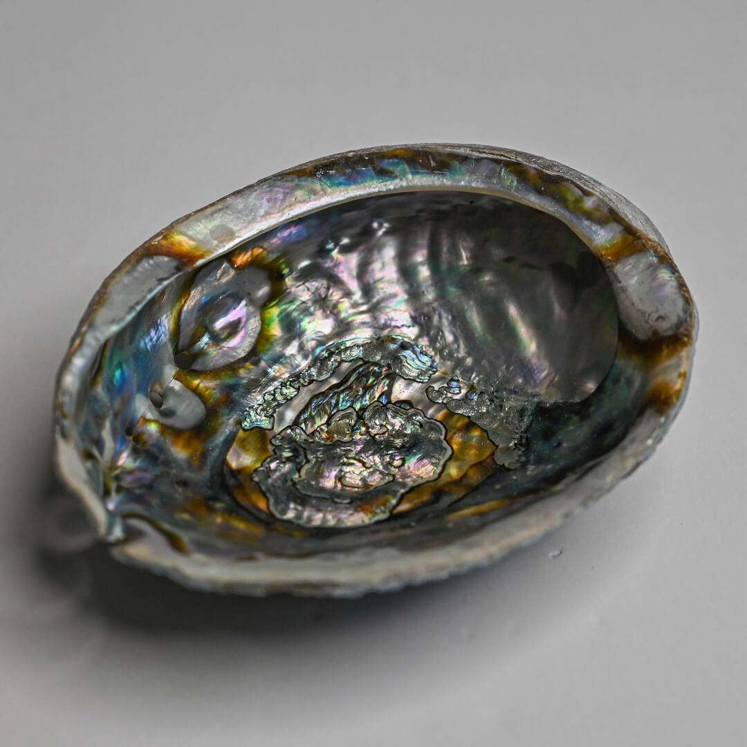 Abalone Shell 5-6 inches by Maison Etherique