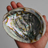Abalone Shell 5-6 inches in hand