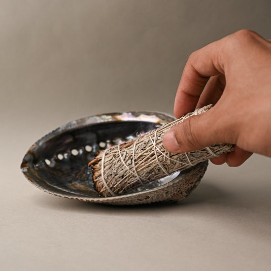 Blue sage on abalone shell