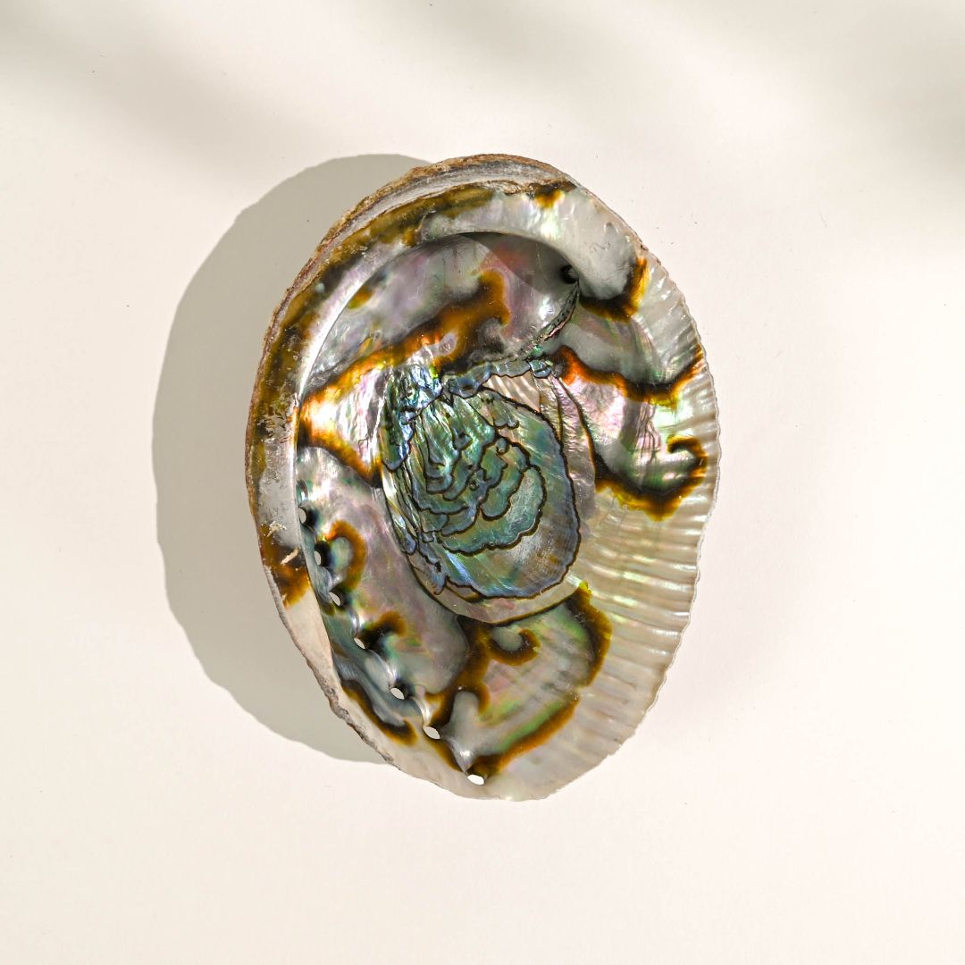 Natural Abalone Shell (5-6 inches)