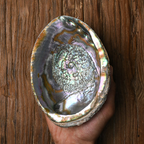 Natural Abalone Shell 11