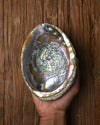Natural Abalone Shell 11