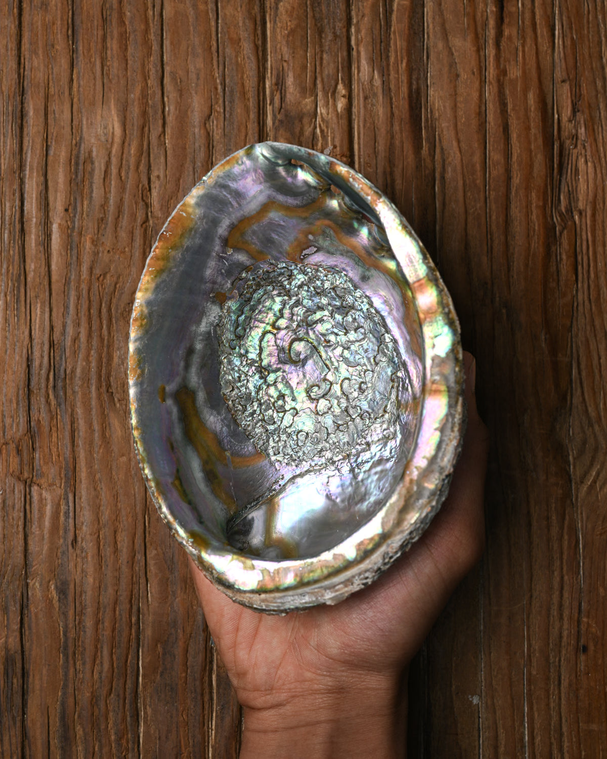 Natural Abalone Shell 11