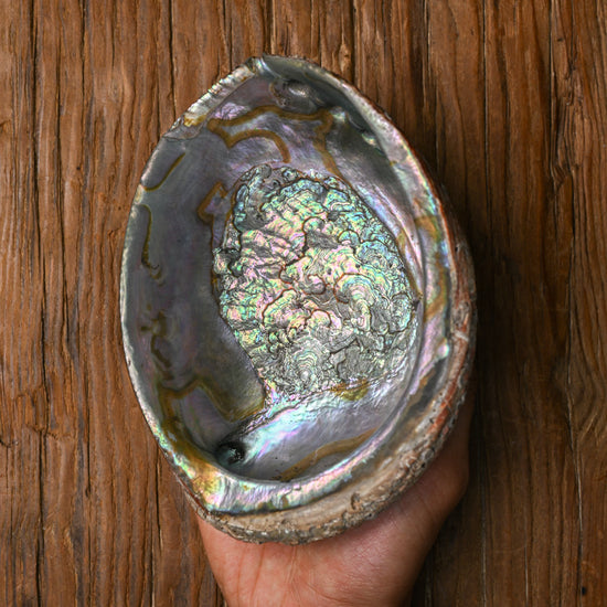Natural Abalone Shell 111