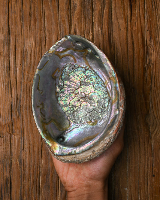 Natural Abalone Shell 111