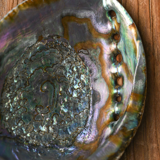 Natural Abalone Shell 33