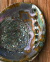Natural Abalone Shell 33