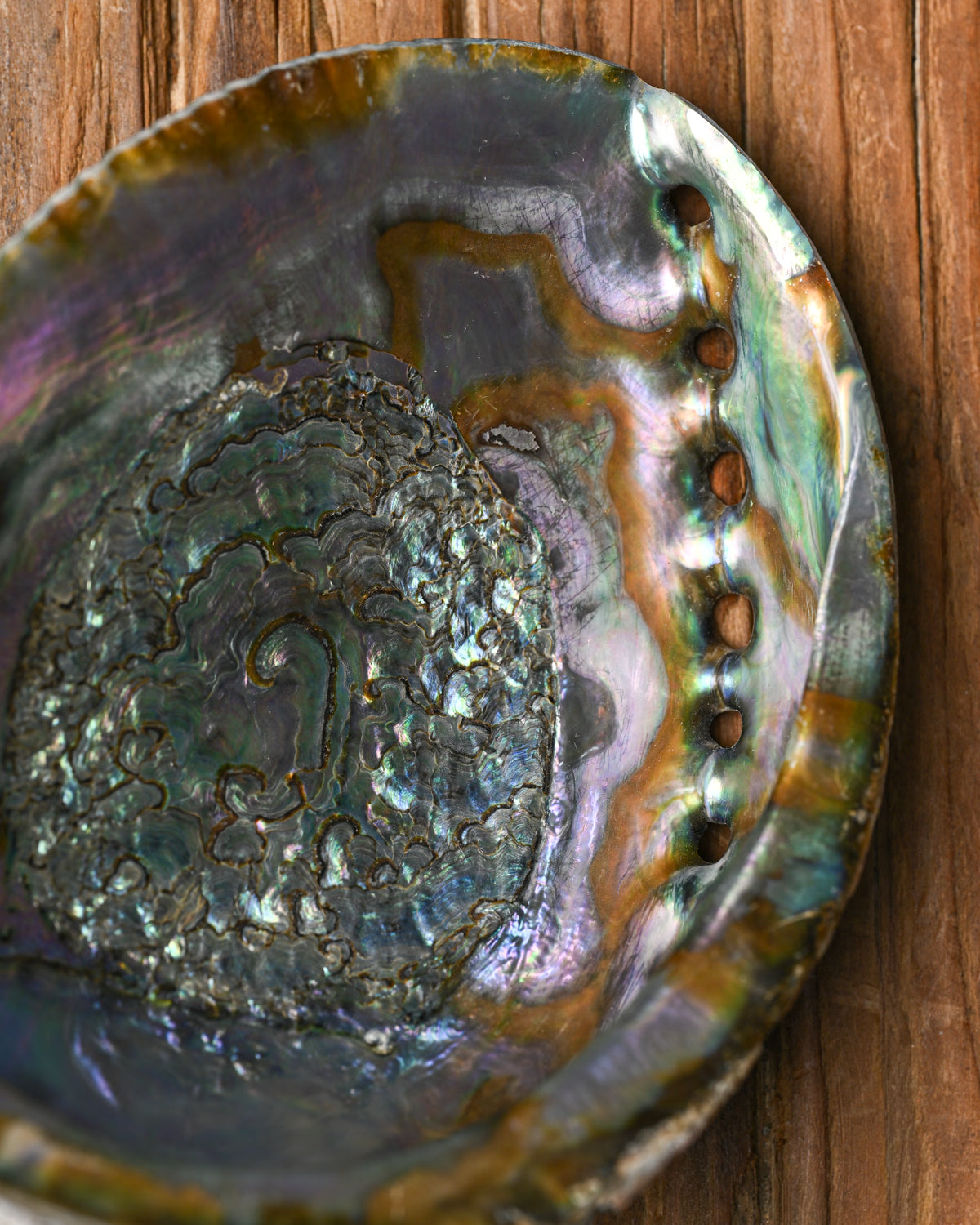 Natural Abalone Shell 33