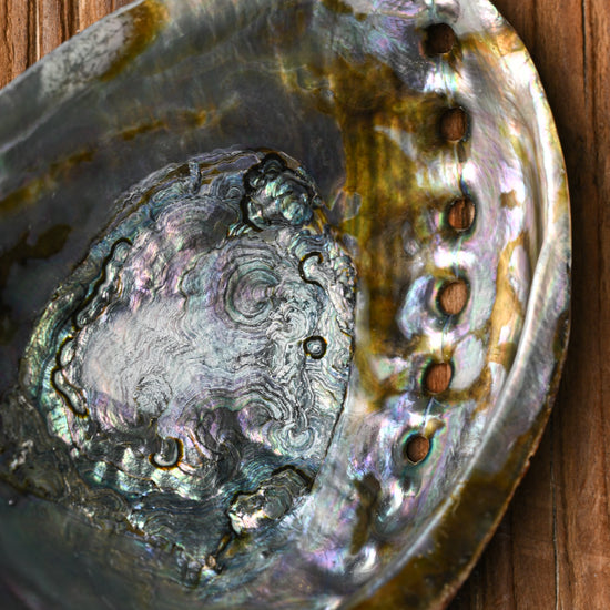 Natural Abalone Shell 333