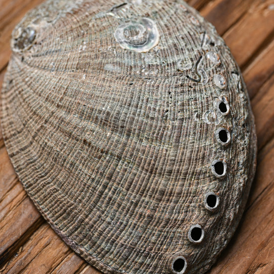 Natural Abalone Shell 4