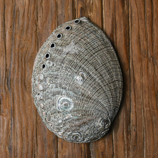 Natural Abalone Shell 44