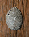 Natural Abalone Shell 44