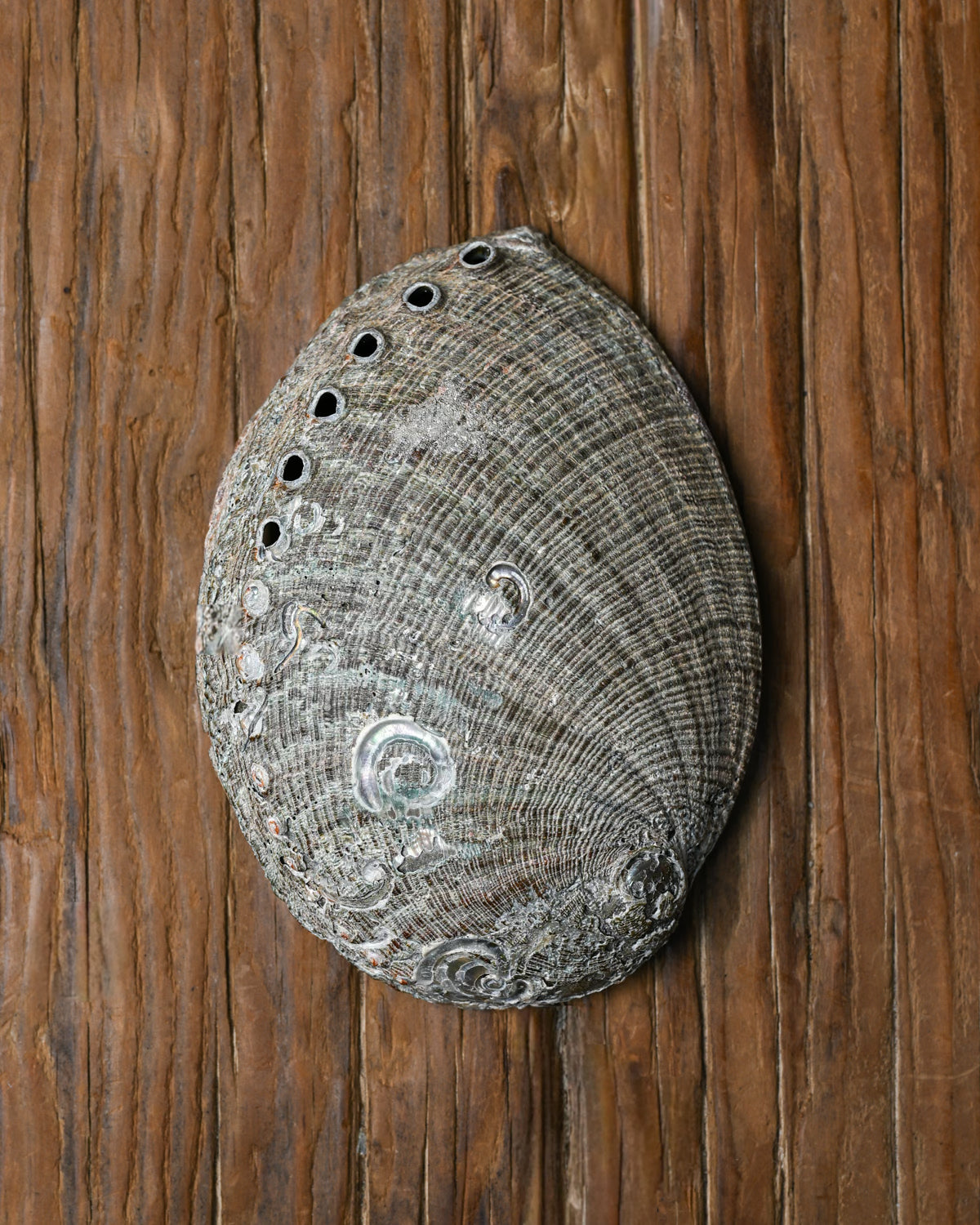 Natural Abalone Shell 44