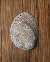 Natural Abalone Shell 5