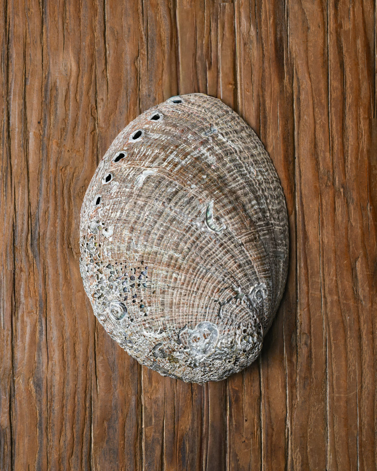 Natural Abalone Shell 5