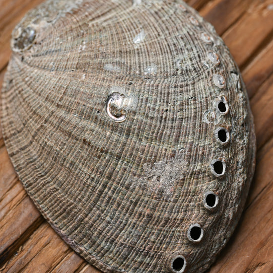 Natural Abalone Shell 55