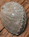 Natural Abalone Shell 55