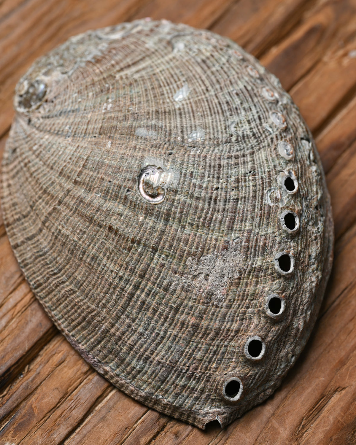 Natural Abalone Shell 55