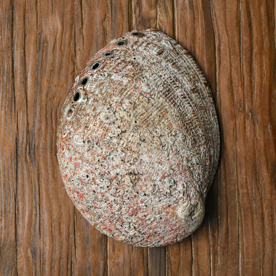 Natural Abalone Shell 555