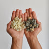 Black Copal and Frankincense shown in hands