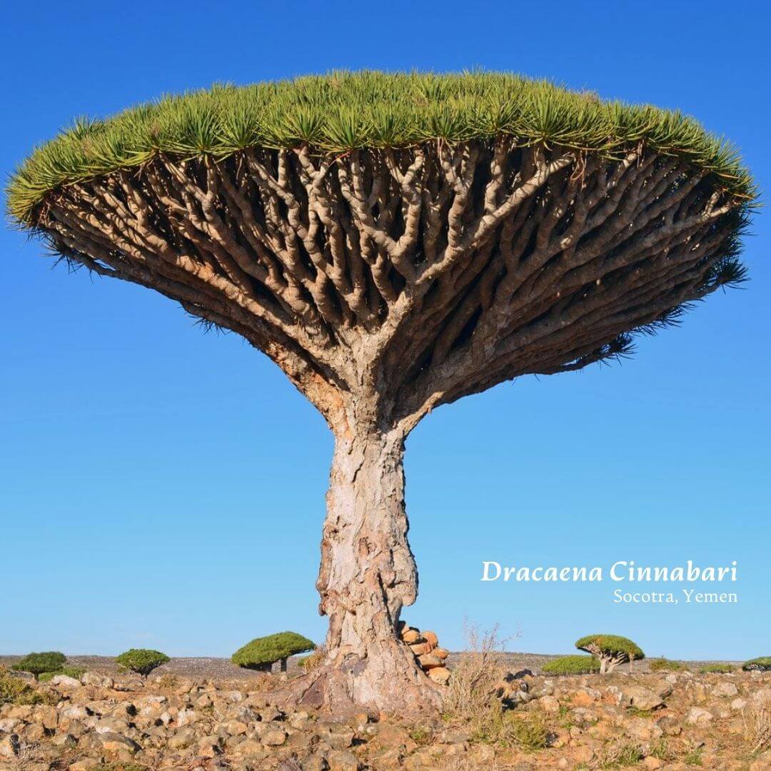 Dracaena Cinnabari Tree or Dragon's Blood Tree in Socotra Yemen