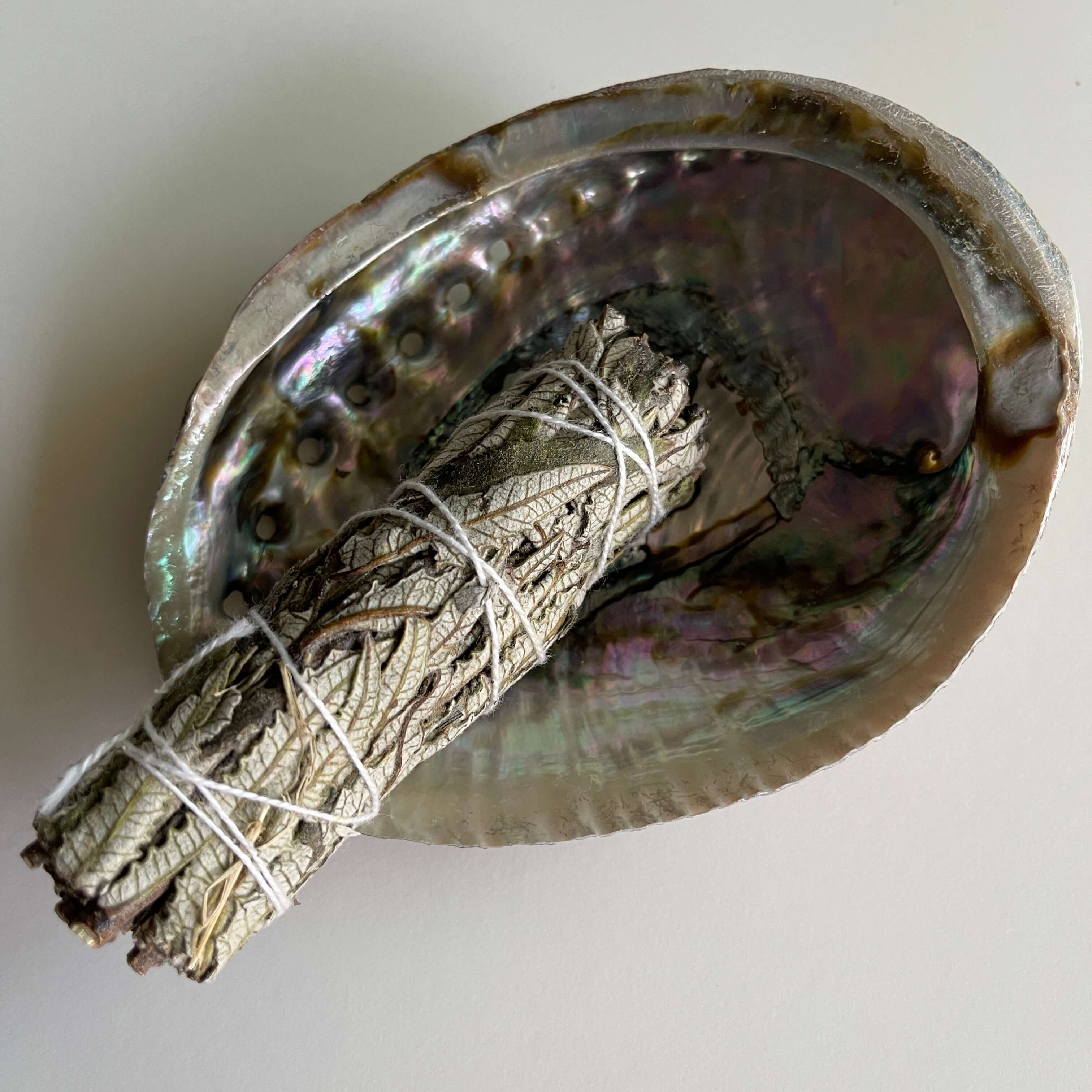 Yerba Santa 4 Inch Smudge Stick on an Abalone shell